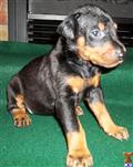 Doberman Pinscher
